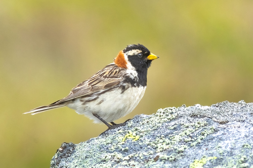Escribano lapón (Calcarius lapponicus)