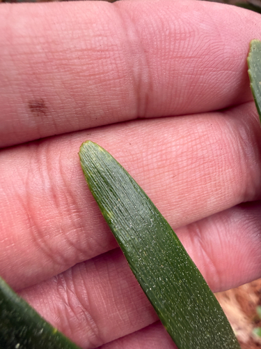 Zamia integrifolia