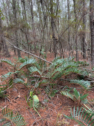 Zamia integrifolia