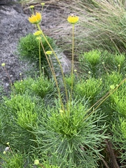 Euryops pedunculatus