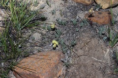 Lotononis gracilifolia