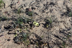 Lotononis gracilifolia