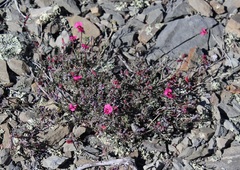 Indigofera complicata