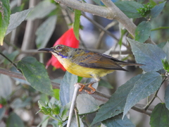 Brown-Throated Sunbird photo 2