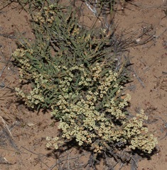 Psammotropha anguina