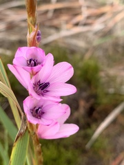 Dierama tyrium