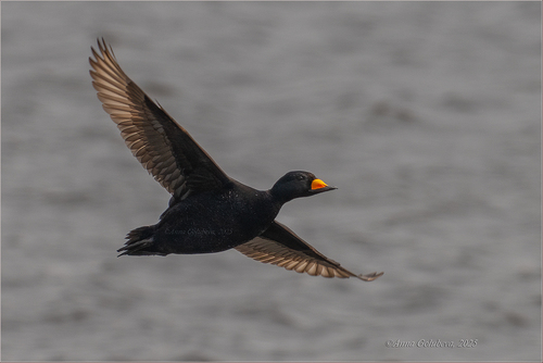 Black Scoter, photo 4 of 10