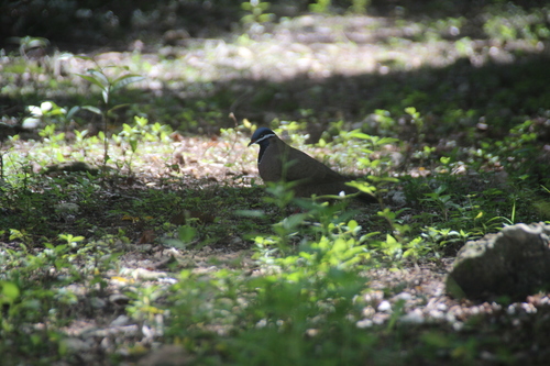Blue-headed Quail-Dove (Starnoenas cyanocephala), photo 4