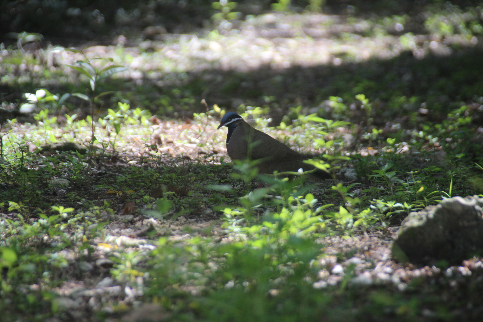 Blue-headed Quail-Dove (Starnoenas cyanocephala), photo 4