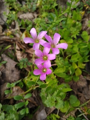 Oxalis debilis