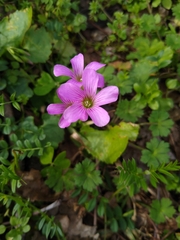 Oxalis debilis
