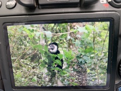 Colobus caudatus