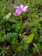 Oxalis debilis