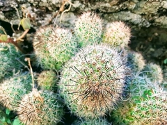 Mammillaria beneckei