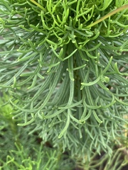 Euryops pedunculatus