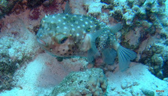 Cyclichthys spilostylus