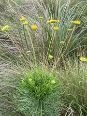 Euryops pedunculatus