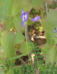 Astragalus leptocarpus
