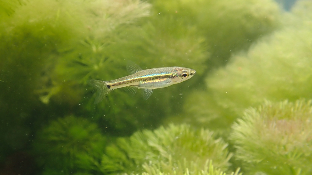 Garnet Minnow
