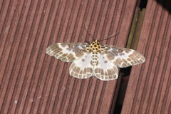 Pogonopygia nigralbata