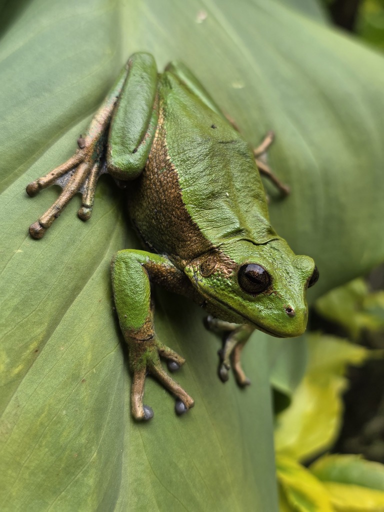 Ruiz's Marsupial Frog