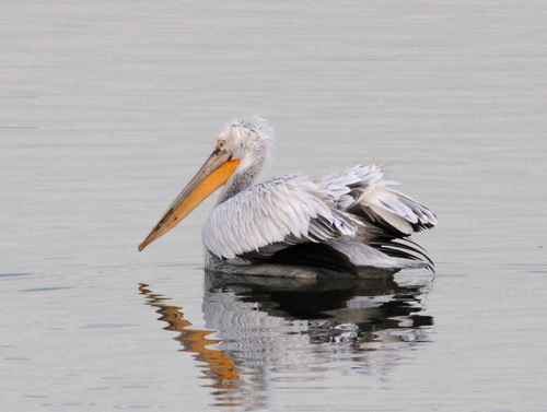 Dalmatian Pelican
