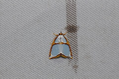 Titulcia confictella