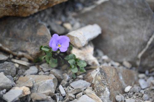 Mount Cenis Violet (Viola cenisia)