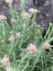 Helichrysum polycladum