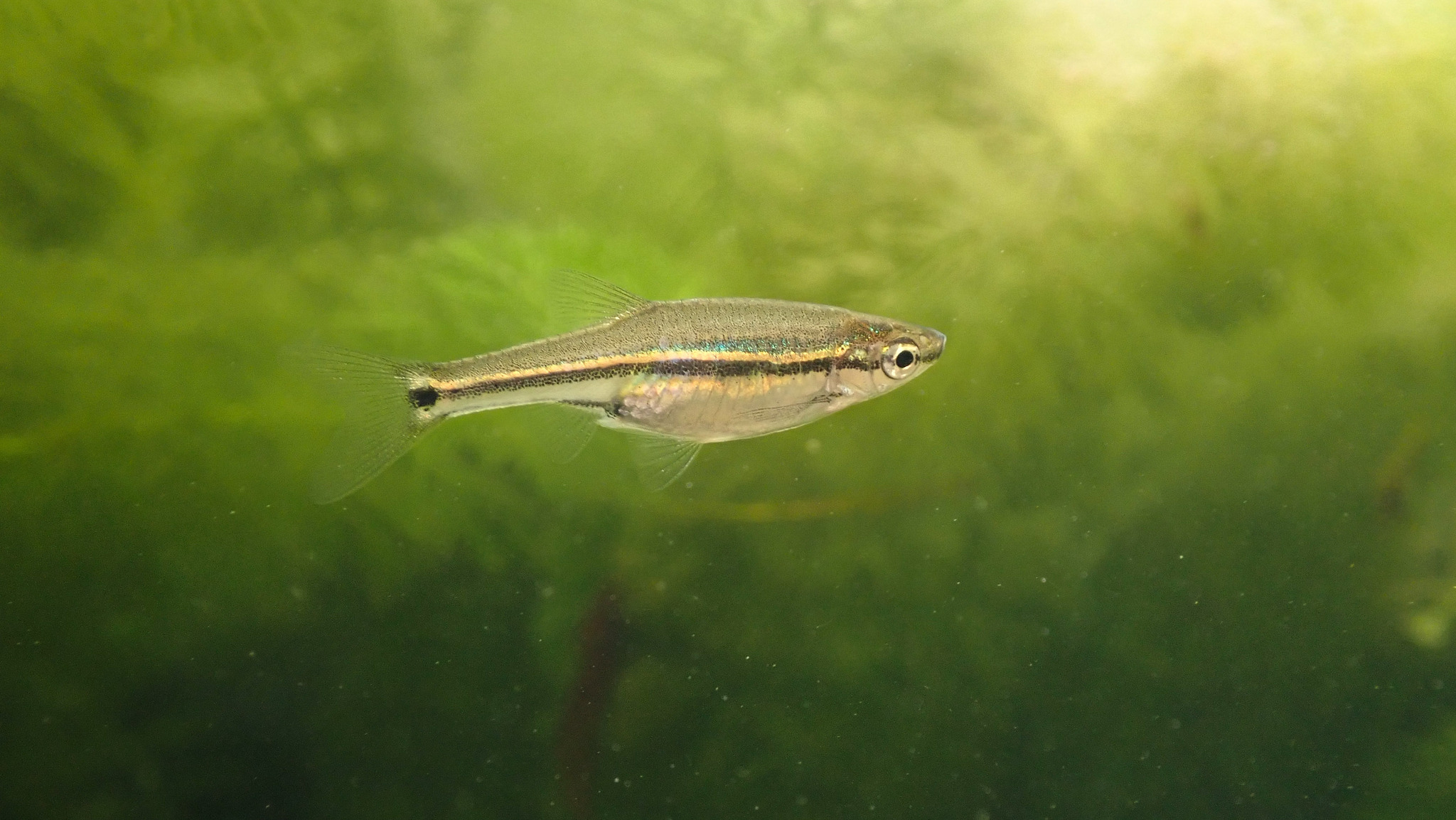 Garnet Minnow photo 3