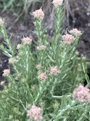 Helichrysum polycladum