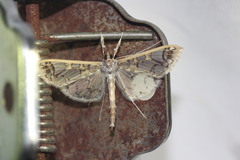 Polythlipta