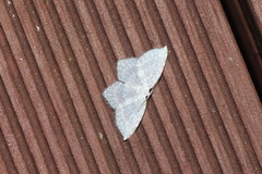 Leucodrepana serratilinea