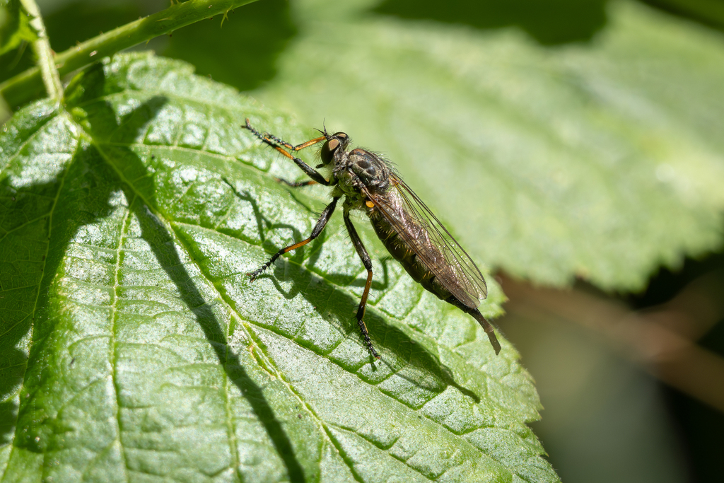 Common Awl Robber Fly from Breckland District, England, UK on July 12 ...