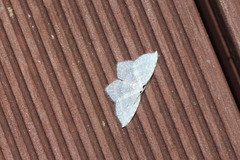 Leucodrepana serratilinea