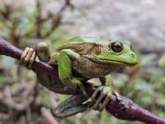 Ruiz's Marsupial Frog photo 2