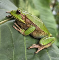 Ruiz's Marsupial Frog photo 3