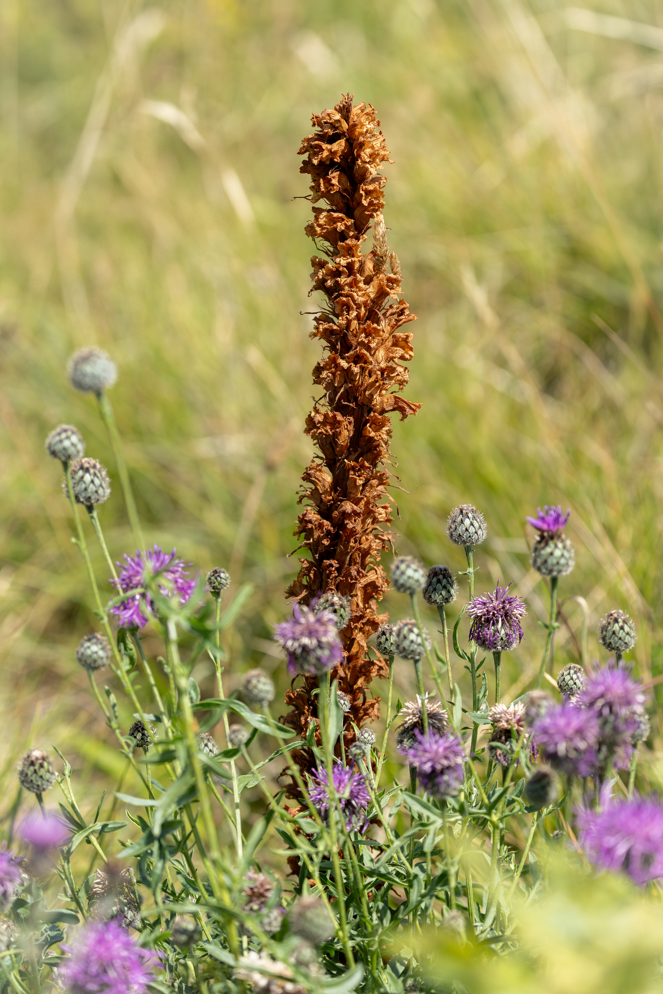 Knapweed Broomrape (Orobanche elatior)
