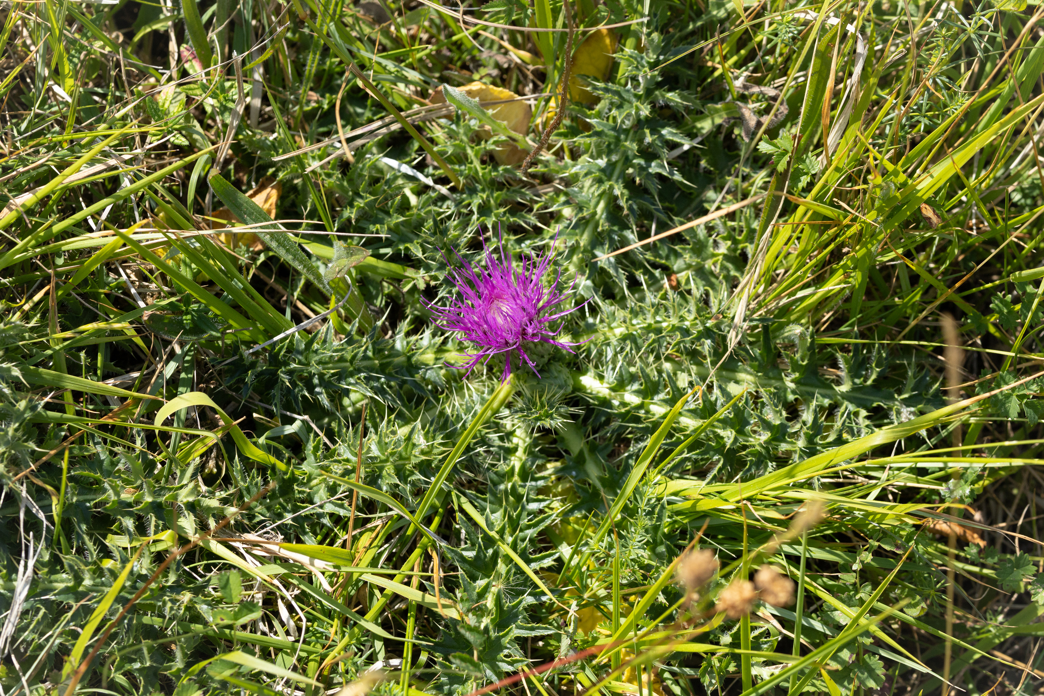 Dwarf Thistle (Cirsium acaulon)