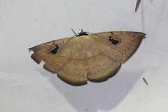Hypopyra vespertilio