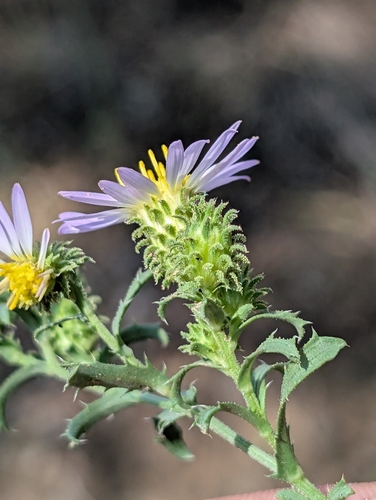 Bigelow's Tansyaster (Dieteria bigelovii)