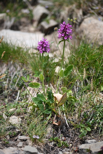 Alpine betony (Betonica hirsuta)