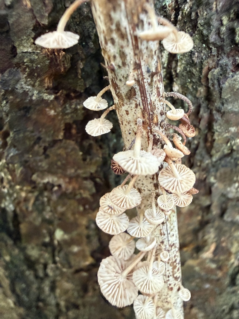 Collybiopsis ramealis · December 2025 · photo: © cjoynson (iNaturalist, cc0)