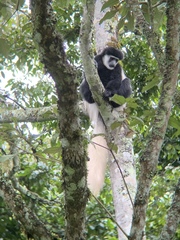 Colobus caudatus