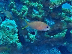 Pseudanthias huchtii