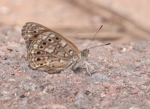 Boisduval's Tree Nymph