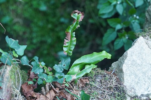 Asplenium scolopendrium