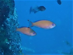 Pseudanthias hypselosoma