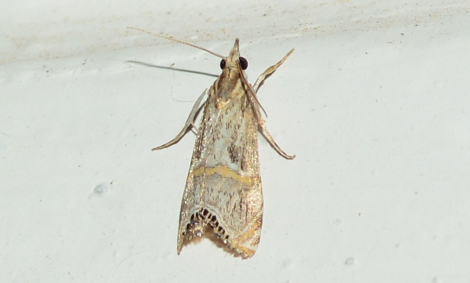 Euchromius klimeschi