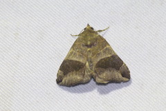 Bastilla